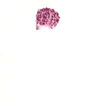 Pastel rose sur calque 21 x 29,7cm 2008  nuques david 11
